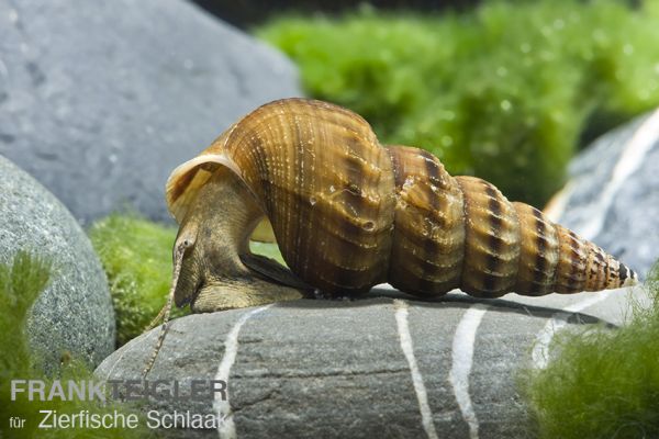 Herkules-Turmdeckelschnecke / Brotia herculea